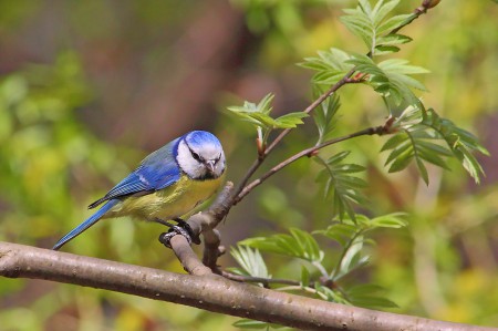 Весенние заботы